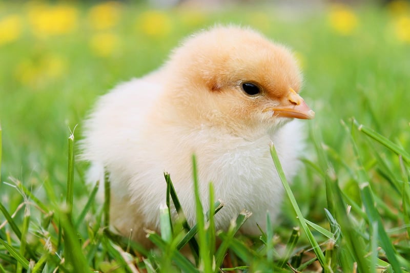 Chicken