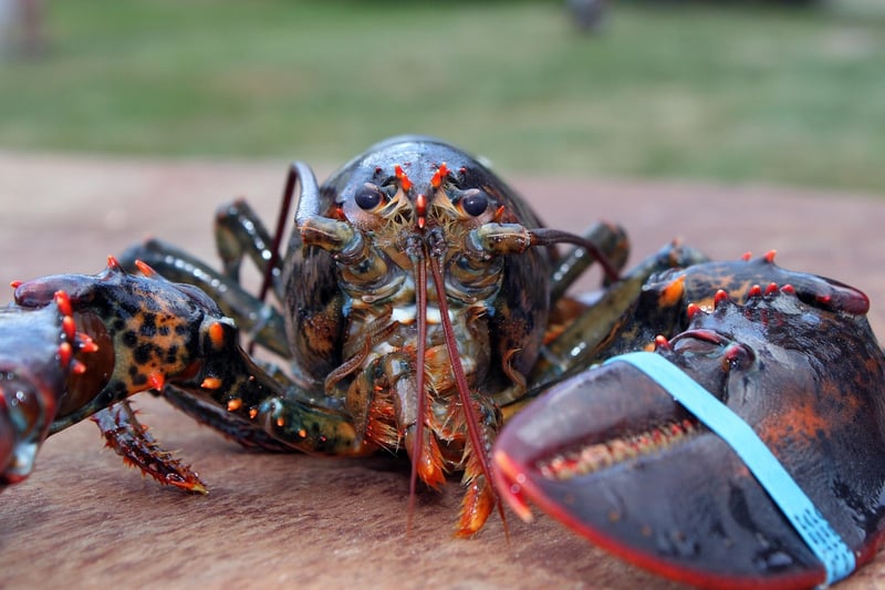 Lobster Tail