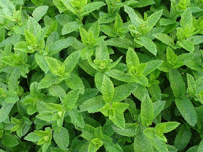 Exotic Tea